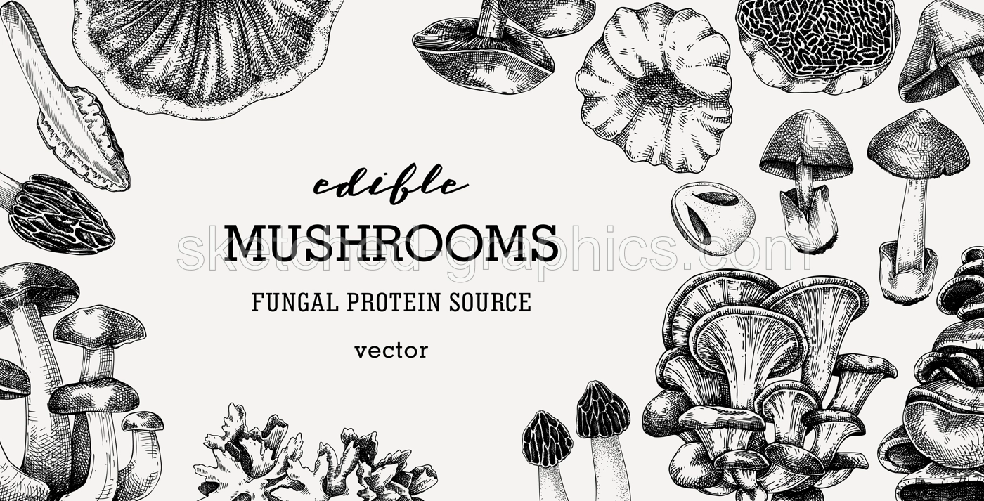Edible mushrooms vector background. Vintage autumn forest plant frame. Fall banner design with hand drawn fungi sketches. Healthy food, fungal protein vector illustration for print and packaging Illustration